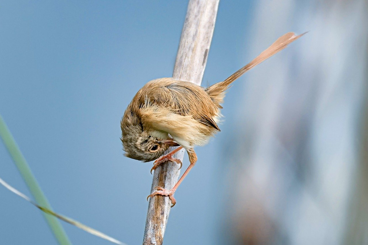 Creating a Wildlife-Friendly Backyard